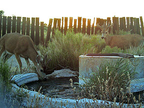 Deer coming to guzzler in Mojave National Preserve