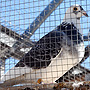 Homing pigeon