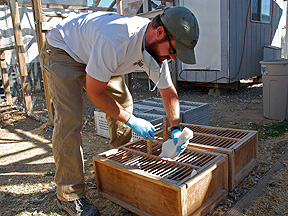 Research collecting pigeons to test homing instincts