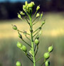 Camelina plant