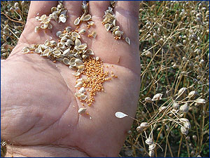 Camelina seeds