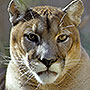 Mountain lion