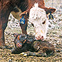 Cow/Calf Operation
