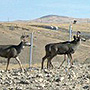 Deer using overpass on US 93 in Nevada