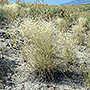 Indian ricegrass used throughout Nevada