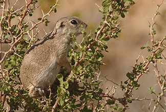 Mohave Ground Squirrel