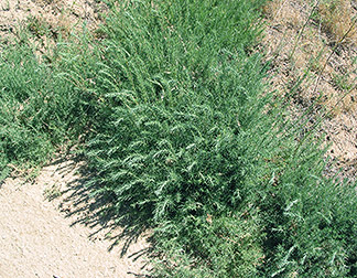Forage kochia plant