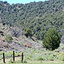 Pinyon and juniper research area in Porter Caynon, Nevada