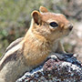Chipmunk found throughout the Sierra Nevadas