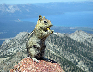 Chipmunk found at Lake Tahoe, thought to host the bacteria responsible for relapsing fever.