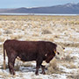 Range bull on the Gund Ranch, Nevada