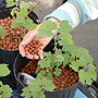 Bio-beads used as alternative to soil.