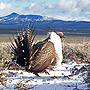 Sage grouse