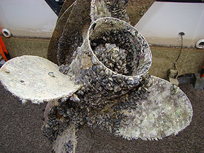Quagga mussels