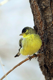Lesser Goldfinch (Spinus psaltria)