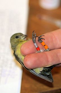 Lesser Goldfinch (Spinus psaltria)