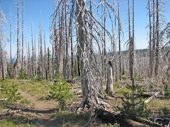Bark Beetle infestation.