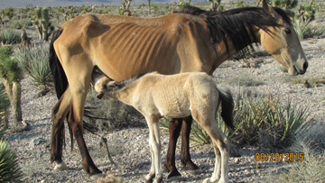 Starving horses