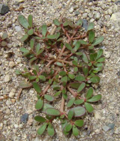 A Northern Nevada Homeowners Guide To Identifying And Managing Common Purslane Extension