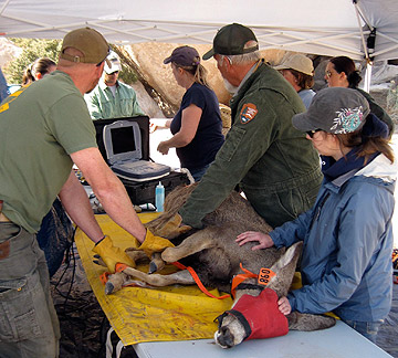 Determine the Effects and Prevalence of Bovine Viral Diarrhea Virus in ...