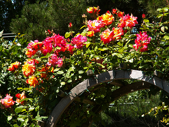 Spring Pruning for Shrub Roses  Nebraska Extension in Lancaster County