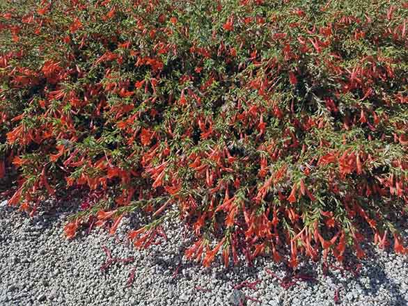 Add Plants To Attract Hummingbirds Extension University Of Nevada Reno