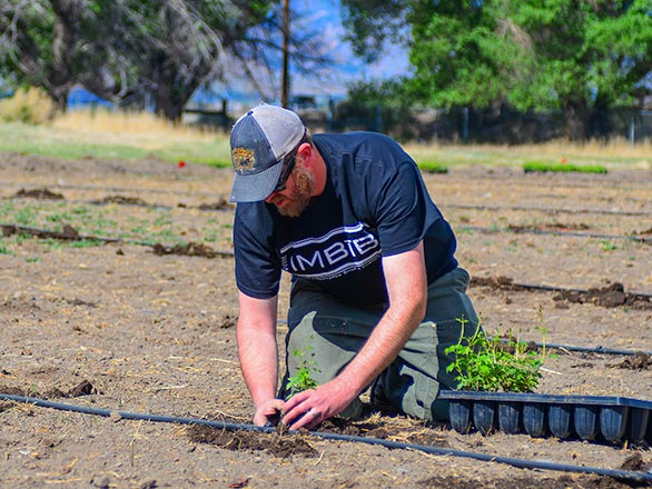 planting hops in nevada