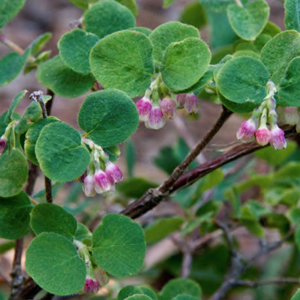 A plant with green rounded leaves and clusters of small pink and white flowers.