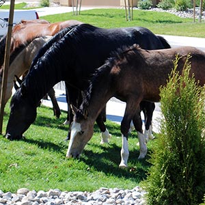 horses in yard