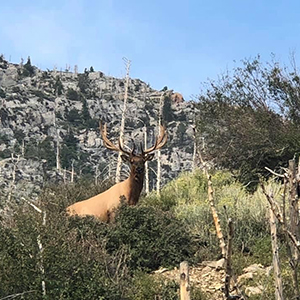 Bull Elk standing on a mountain