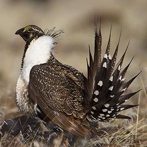 male greater sage grouse