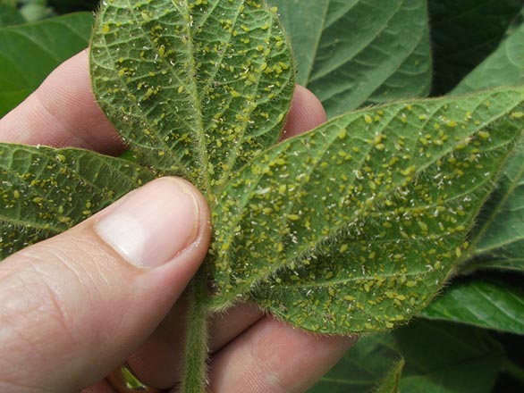 aphids damage to plants