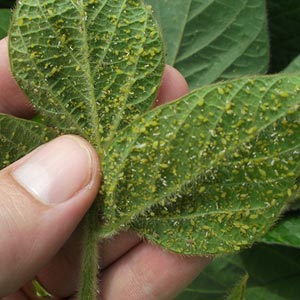 aphids on unside of leaf