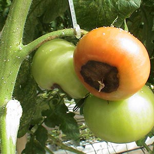 Tomatoes showing blossom end rot.