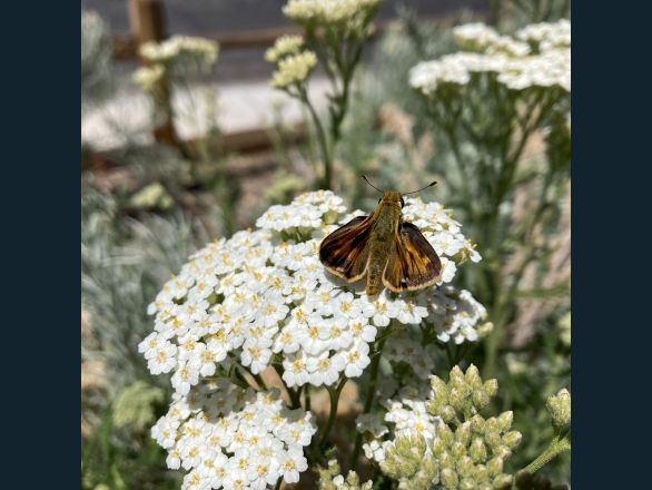 Una pequeña mariposa marrón y naranja se posa sobre una flor blanca.