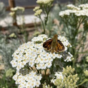Una pequeña mariposa marrón y naranja se posa sobre una flor blanca.