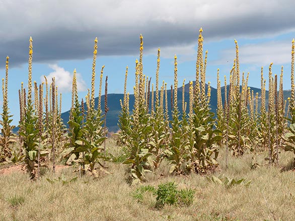 Verbascum thapsus