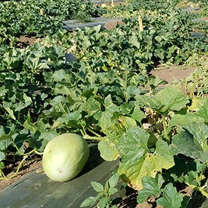 melon field trials