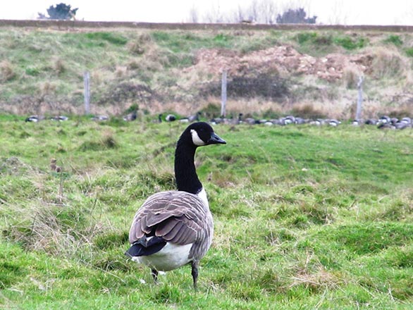 goose in field