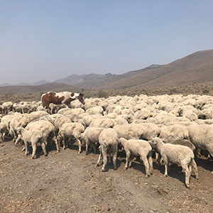 Sheep herded in Cottonwood Canyon, Eureka, NV