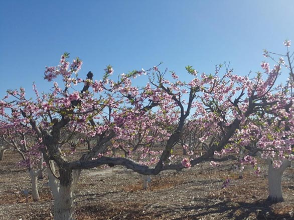 Research Orchard Fruit Evaluations Recommendations for Southern Research Orchard Fruit Evaluations Recommendations for Southern