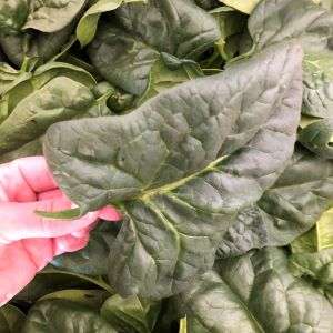 hand holding large leaf of spinach