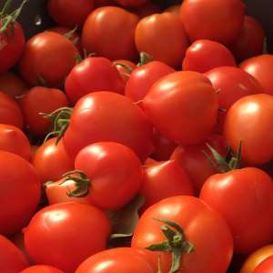 New Girl tomatoes