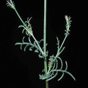 Photo of common crupina stem