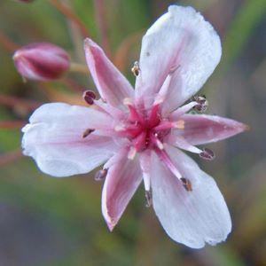 Photo of pink flowering rush flower