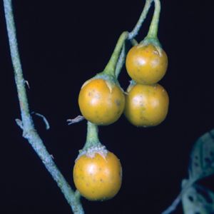 Photo of horsenettle plant with small round yellow fruit