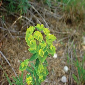 Photo of leafy spurge plant with flowers