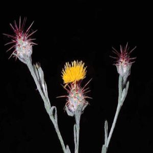Photo of malta starthistle plant with yellow and pink and red flowers