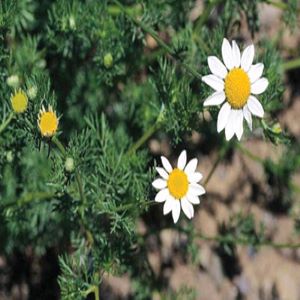 Photo of mayweed chamomile plant with white flower