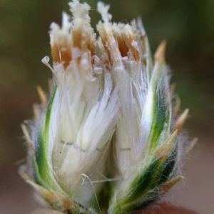 Photo of Mediterranean desert knapweed flower